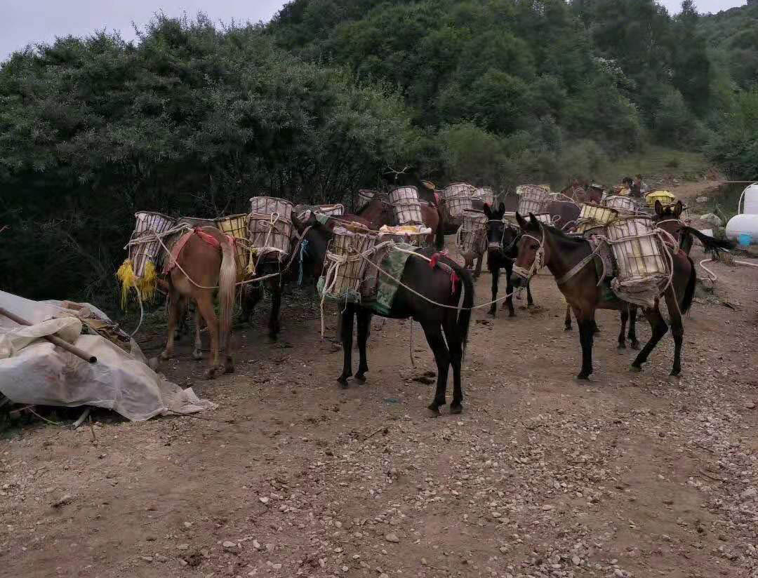 石嘴山马帮驮运